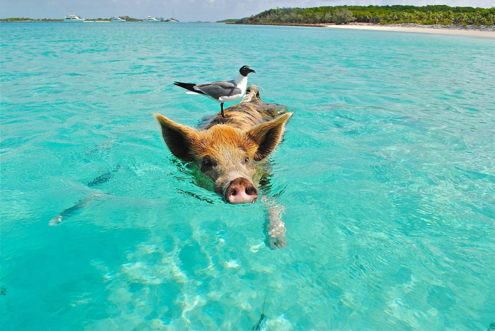 Bahamas Schweine